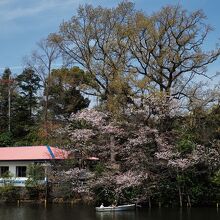 桜咲く武蔵関公園