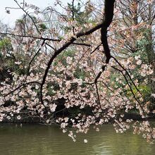 桜咲く武蔵関公園