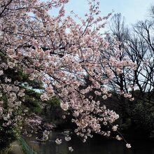 桜咲く武蔵関公園