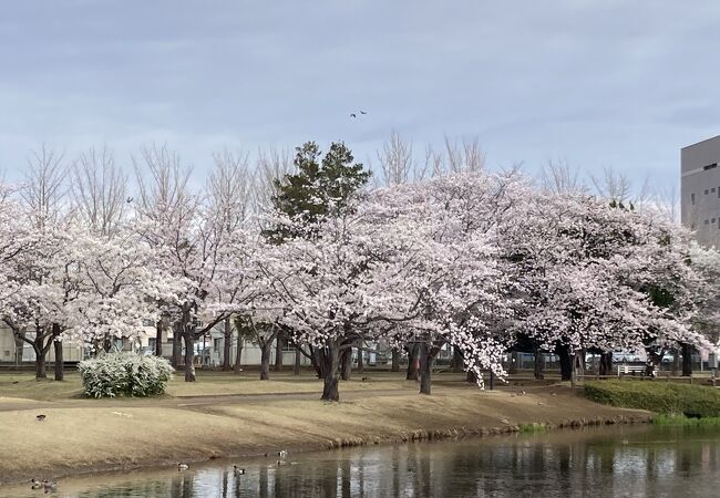 満開の桜　乙戸沼公園