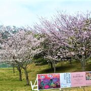 2022年 桜の横須賀美術館 庭園