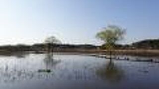 彩りに欠ける光景でした