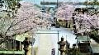 2022年 桜の走水神社
