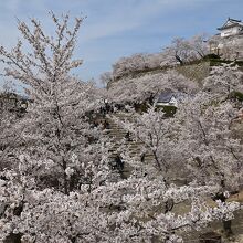 城山は桜でいっぱいだ