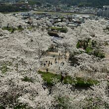 最上部から見下ろすと、桜の海