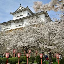 桜には赤いぼんぼりが似合う