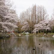 池を取り囲む桜が美しく感じられました