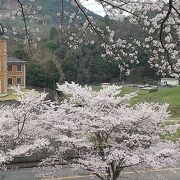 満開の桜とワカサギ釣りで賑わう池