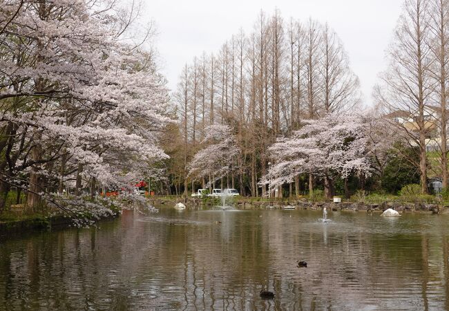 池を取り囲む桜が美しく感じられました