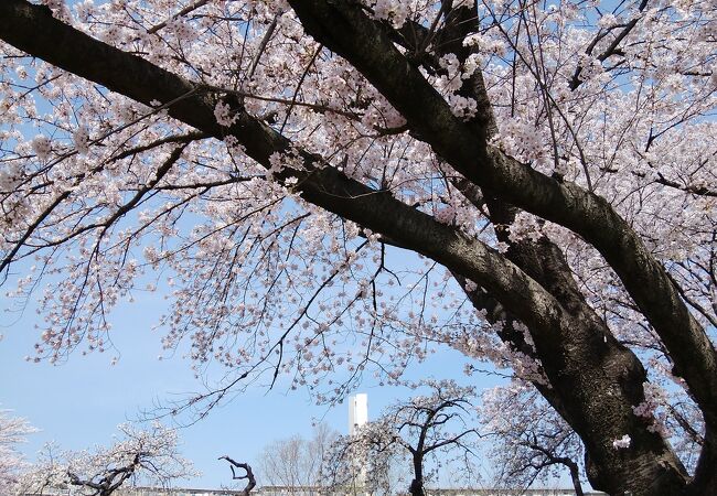 池と桜そして野鳥