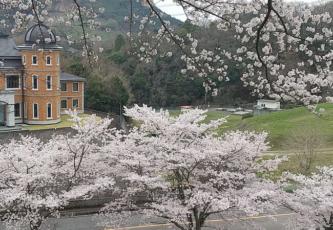 満開の桜とワカサギ釣りで賑わう池