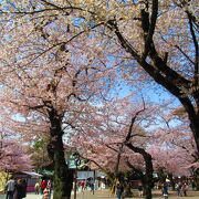 東京の桜開花の標本木