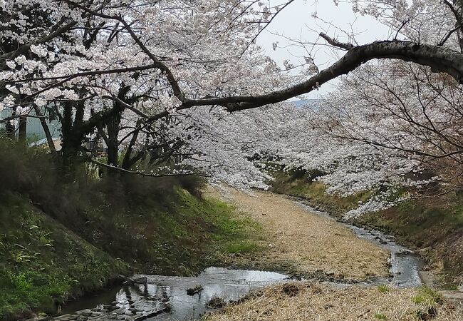 かなり上流まで桜が続く