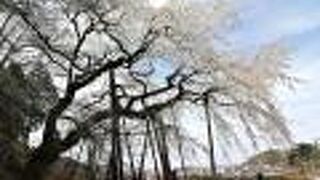 今年は満開の姿を見られました