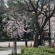 桜が綺麗