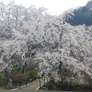 長瀞の法善寺のしだれ桜