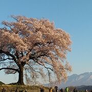 桜の名所