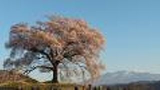 桜の名所