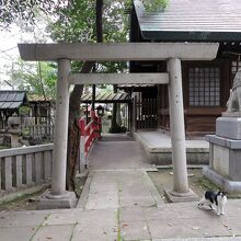 左は…ニャンコに見つめられました