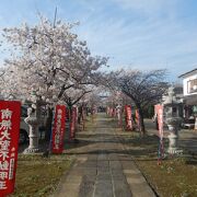 桜が満開の参道を歩く