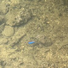 数は少ないですが、魚を見ることができました。