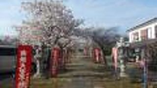 桜が満開の参道を歩く