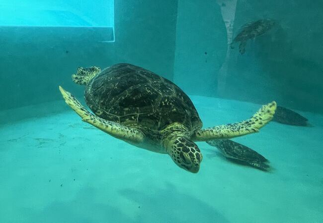 久米島ウミガメ館 クチコミ アクセス 営業時間 久米島 フォートラベル