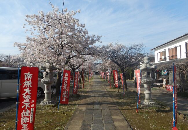 桜が満開の参道を歩く