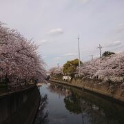 桜満開の真間川沿い