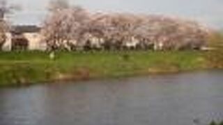 今年も桜を見に行く