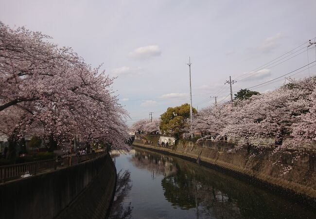 桜満開の真間川沿い