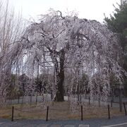 千本釈迦堂(大報恩寺) の枝垂桜もみのがせない。歴史ある桜です。