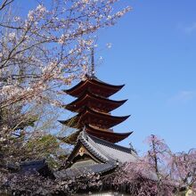 宮島の桜