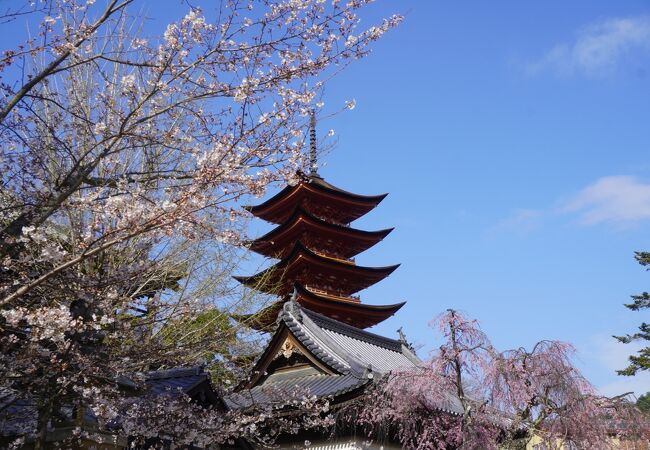 宮島の桜