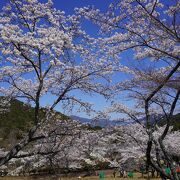 はるかに望む山々をバックに咲く桜の並木は本当に見事