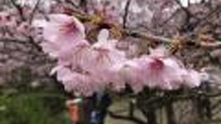 初御代桜で一足早い花見を満喫