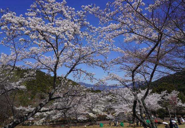 はるかに望む山々をバックに咲く桜の並木は本当に見事
