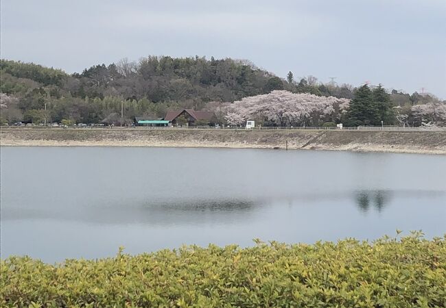 桜は花盛り