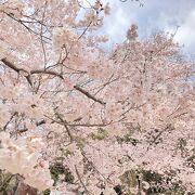 2022の桜の時期は事前予約制