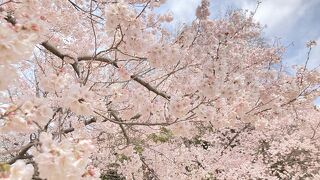 2022の桜の時期は事前予約制