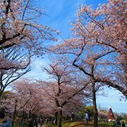 桜とチューリップと風車