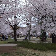 下町の桜名所