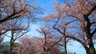 桜とチューリップと風車