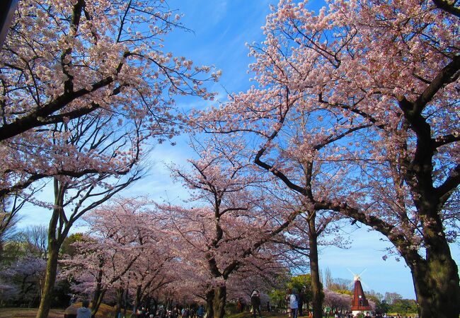 桜とチューリップと風車