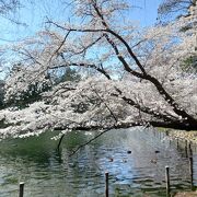 桜が満開でした