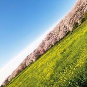 千本桜と菜の花畑　写真映えを狙うの良いが、ルールを守らなくても良いわけではない/幸手権現堂