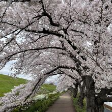 桜の下を歩きます
