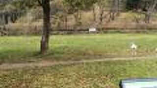 仁徳天皇陵古墳の陪冢古墳