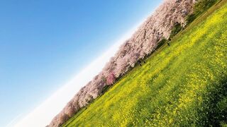千本桜と菜の花畑　写真映えを狙うの良いが、ルールを守らなくても良いわけではない/幸手権現堂