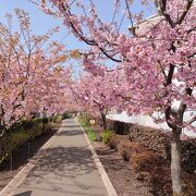 桜の木が続く緑道